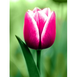Dimanta mozaīka, Tulpe, 15x20 cm, artkatalog, WD300
