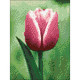 Diamond painting, Tulip, 15x20 cm, artkatalog, WD300