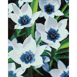 Dimanta mozaīka, Zilā Acs Tulpes, 38x48 cm, artkatalog, WD034