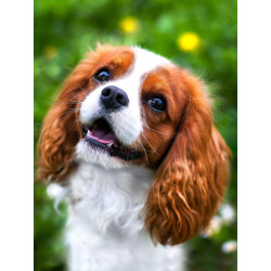 Dimanta mozaīka, Jauks spaniels, 30x40 cm, artkatalog, WD3055