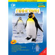 Emperor Penguin
