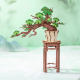 Evergreen Pine Bonsai / TG510