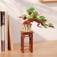 Evergreen Pine Bonsai / TG510