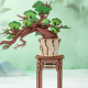 Evergreen Pine Bonsai / TG510