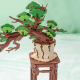 Evergreen Pine Bonsai / TG510