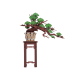 Evergreen Pine Bonsai / TG510