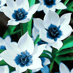 Dimanta mozaīka, Zilā Acs Tulpes, 38x48 cm, artkatalog, WD034