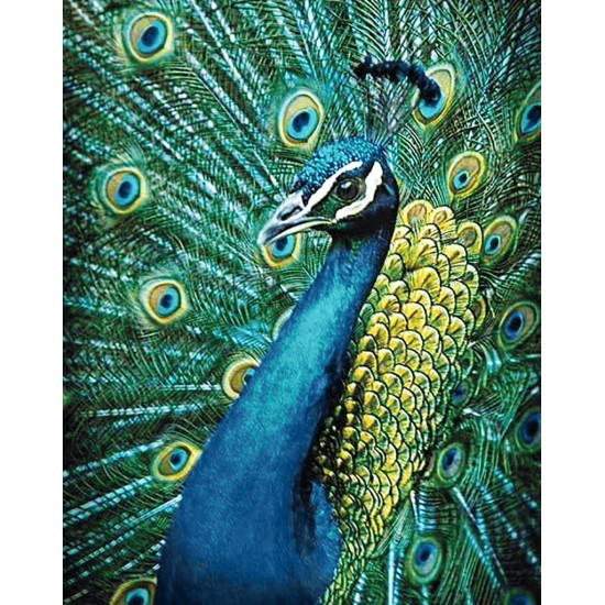 Dimanta mozaīka, Pāvs, 38x48 cm, artkatalog, WD231