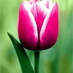 Dimanta mozaīka, Tulpe, 15x20 cm, artkatalog, WD300