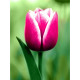 Diamond painting, Tulip, 15x20 cm, artkatalog, WD300