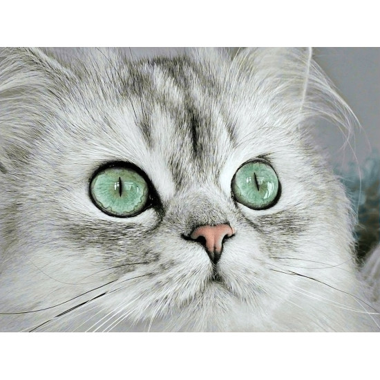 Diamond painting, Magnetic eyes, 40x30 cm, artkatalog, WD3000