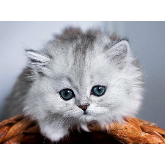 Diamond painting, Little fluffy, 40x30 cm, artkatalog, WD3001