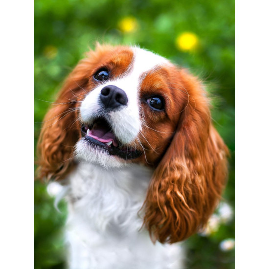 Dimanta mozaīka, Jauks spaniels, 30x40 cm, artkatalog, WD3055