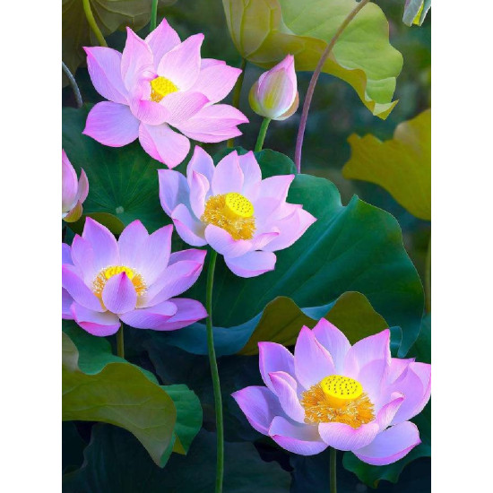 Diamond painting, Water lilies, 30x40, varvikas, LE151e