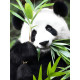 Tapymas pagal numerius, Panda Idilė, 30x40, varvikas, ME1171e